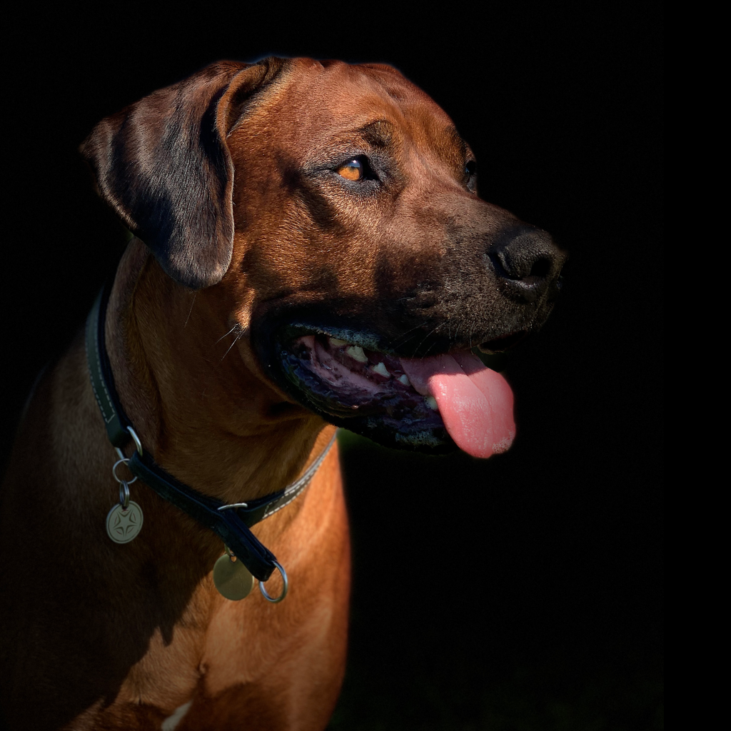 Hvalp fra kennel HVIRVELVINDEN Rhodesian - HVIRVELVINDEN