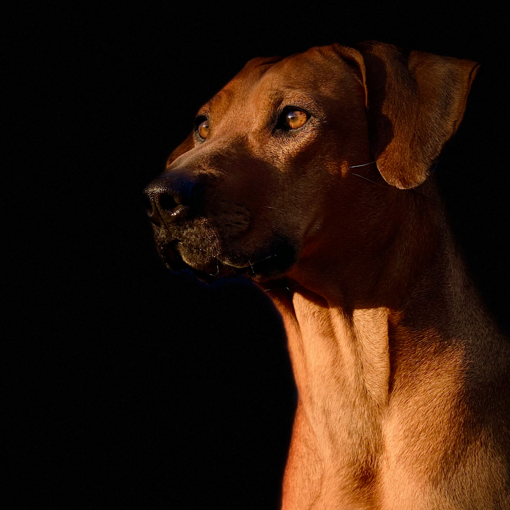 Nubia Rhodesian Ridgeback