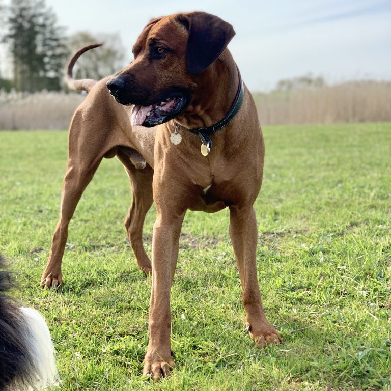 Rhodesian Ridgeback