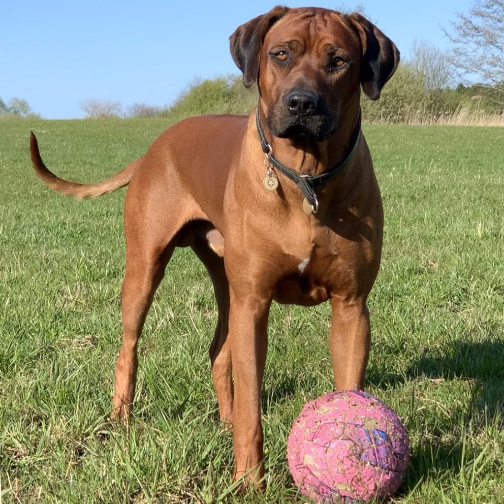 Hvirvelvinden Aldebaran "Marvin" Rhodesian Ridgeback hvalp