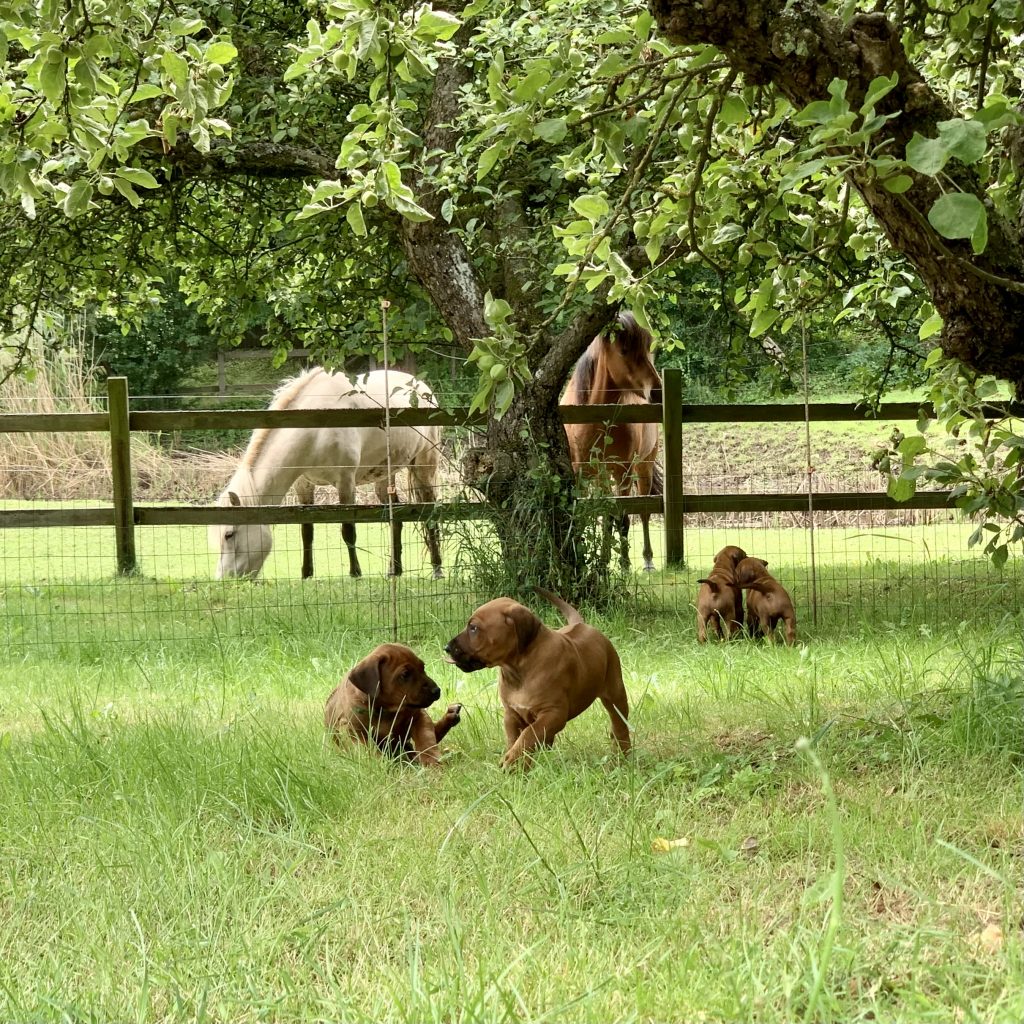 Kennel Hvirvelvinden Rhodesian Ridgeback følger Puppy Culture