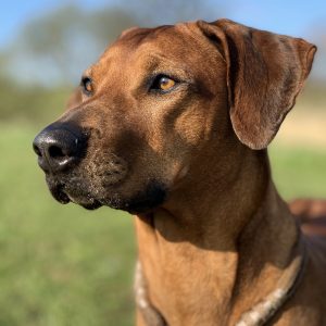 Rhodesian Ridgeback Nubia fra Kennel Hvirvelvinden