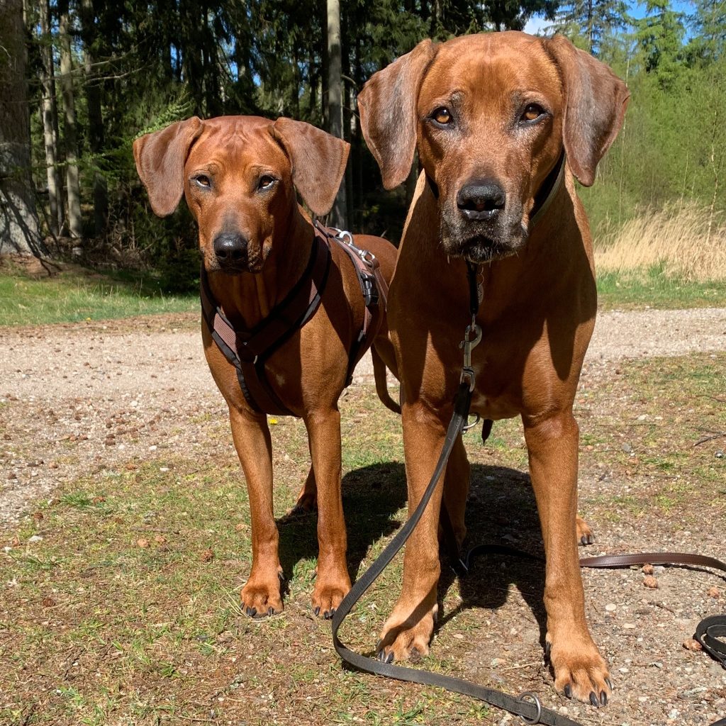 Mine hunde Hannibal & Nubia