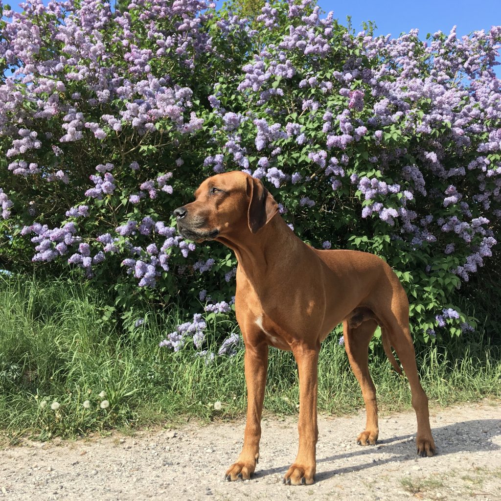 Rhodesian Ridgeback Hannibal foran syrenen i Hvirvelvinden