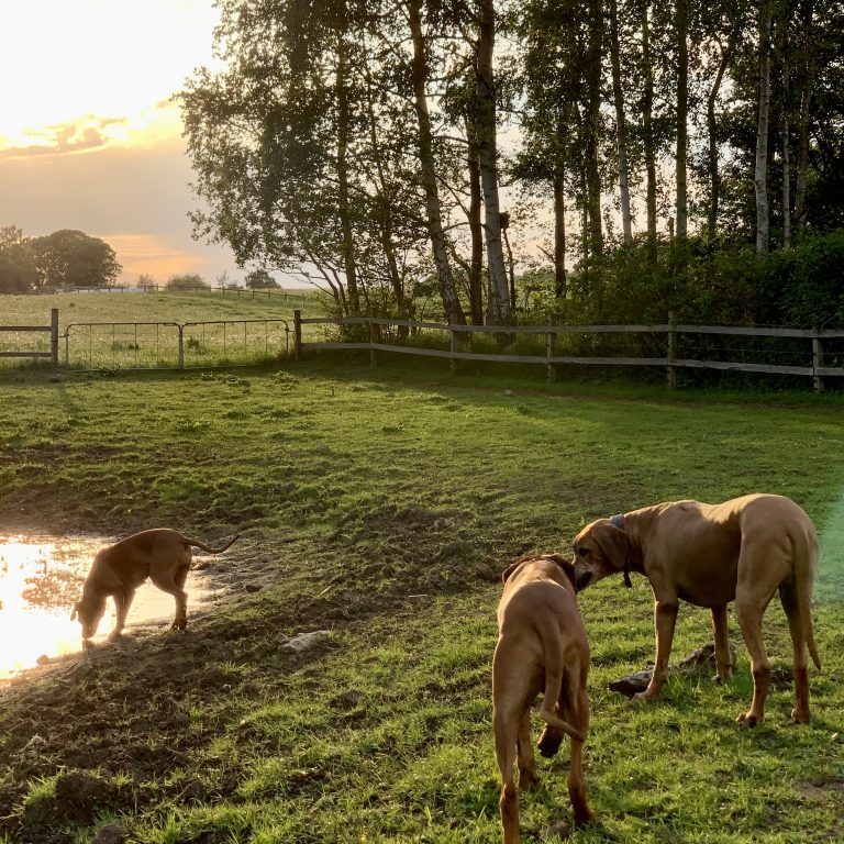 Kontakt kennel Hvirvelvinden