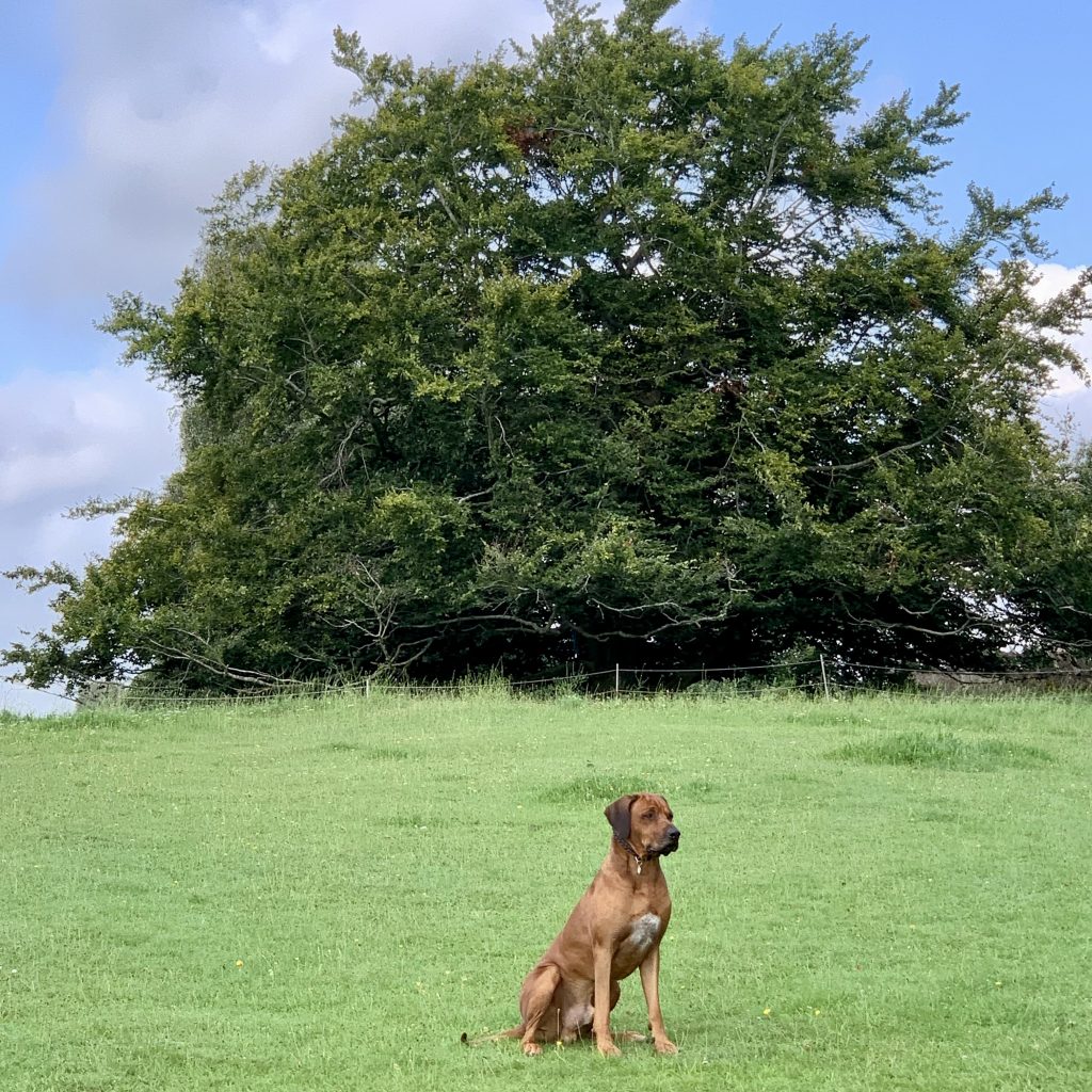 Rhodesian Ridgeback Storm sidder foran et bøgetræ