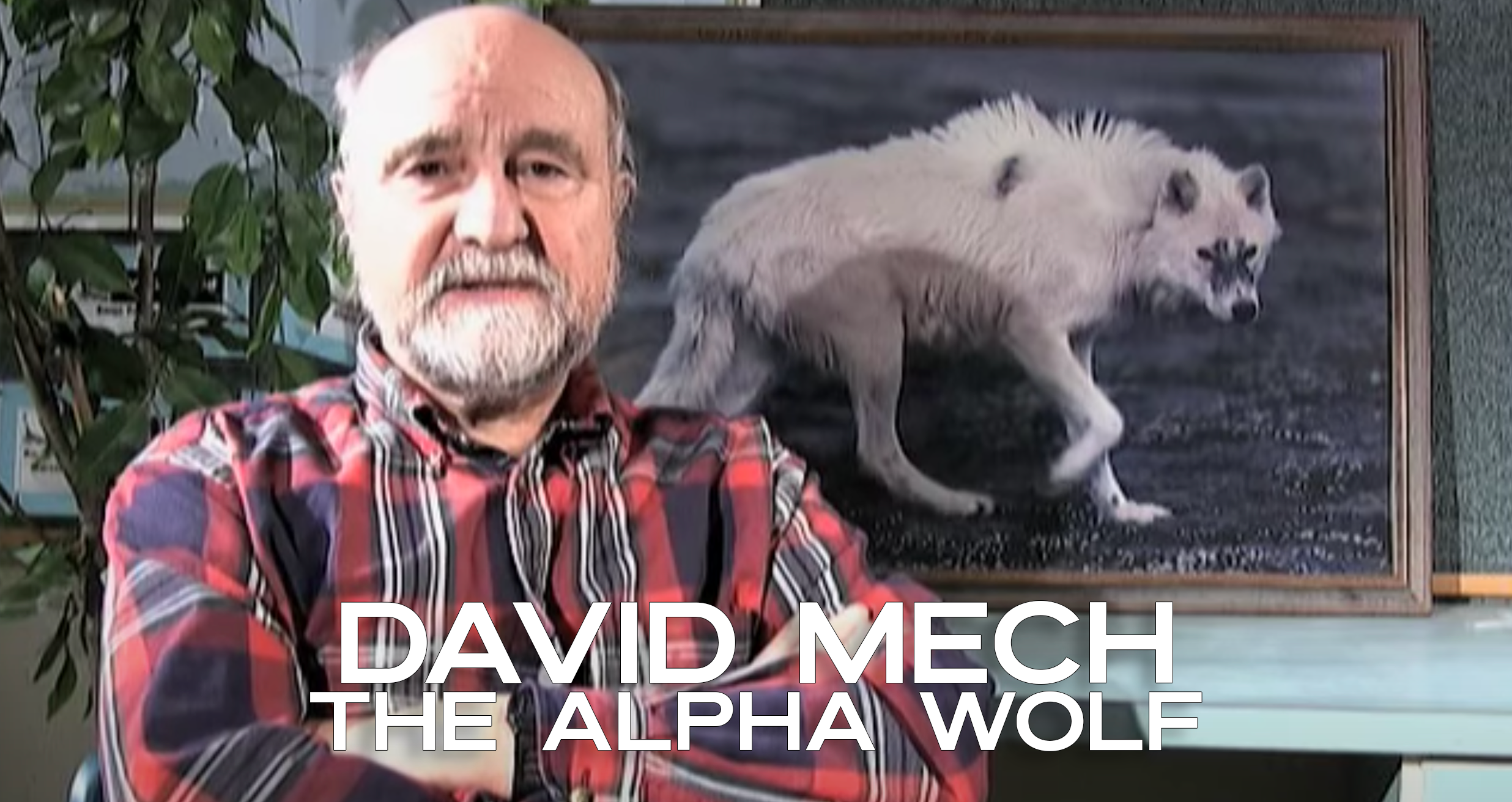 "ALPHA" Wolf? David Mech