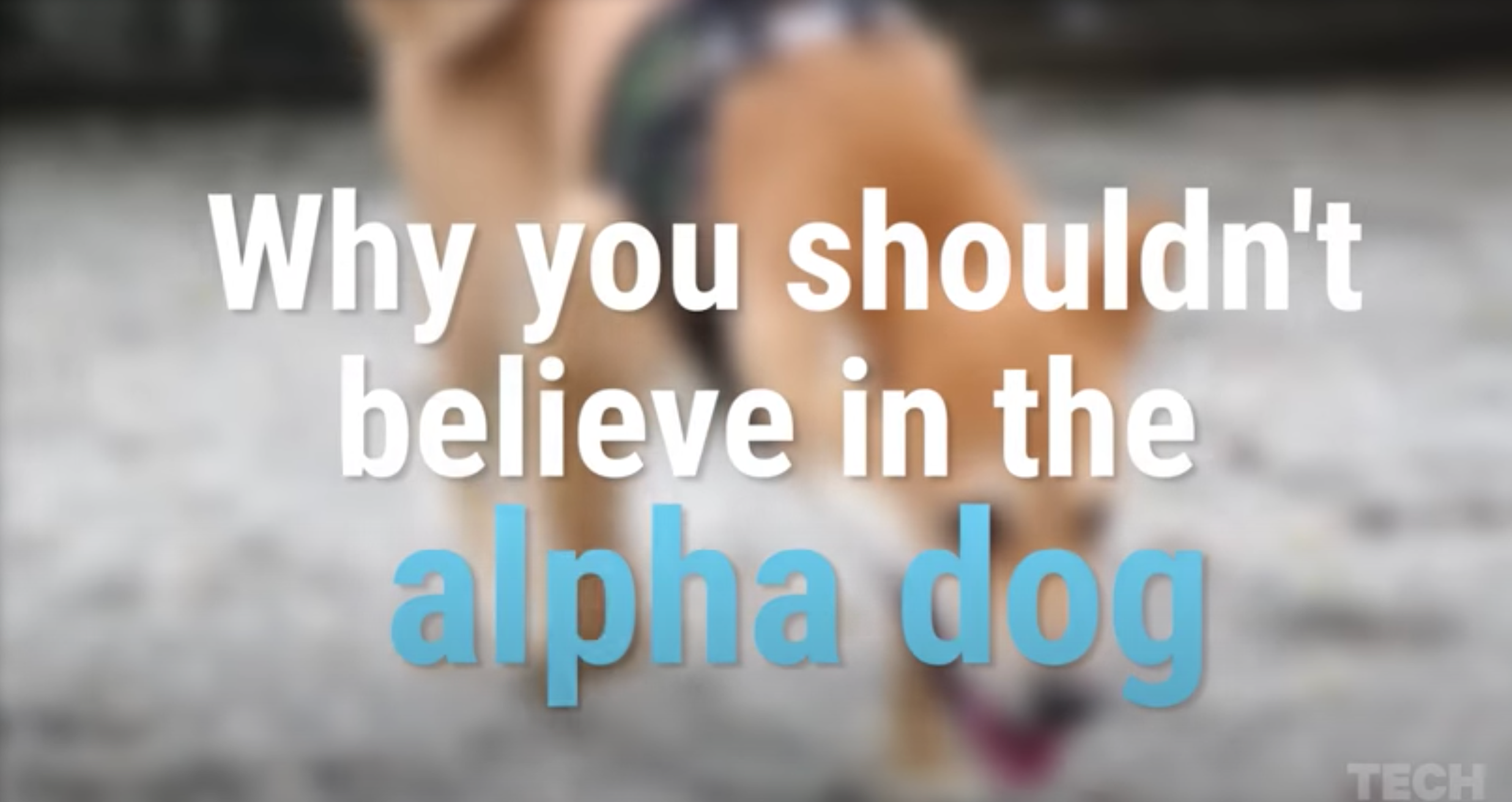 The 'alpha dog' myth is leading countless owners to mistreat their dogs