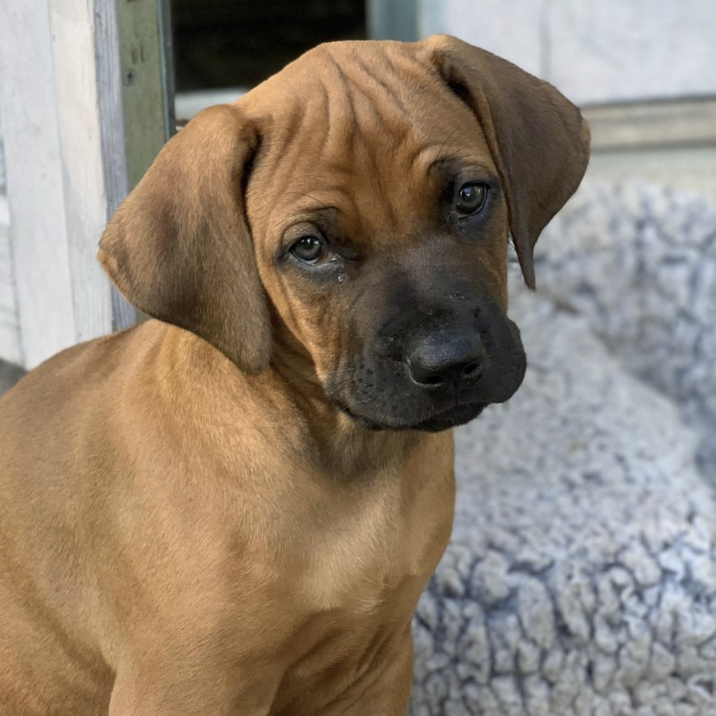 Hvirvelvinden Brutus Brimsten "Midas" 7 uger gammel hvalp