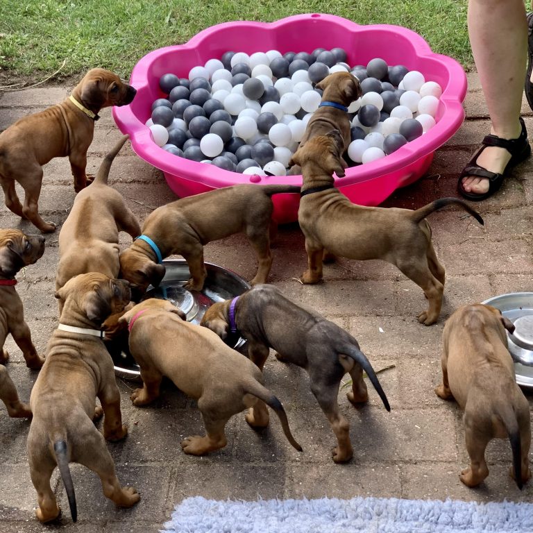 En flok Rhodesian Ridgeback-hvalpe og deres boldbassin