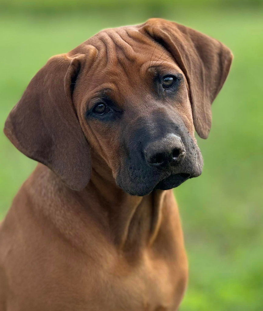 Rhodesian Ridgeback hvalp Hvirvelvinden Brutus Brimsten aka Midas