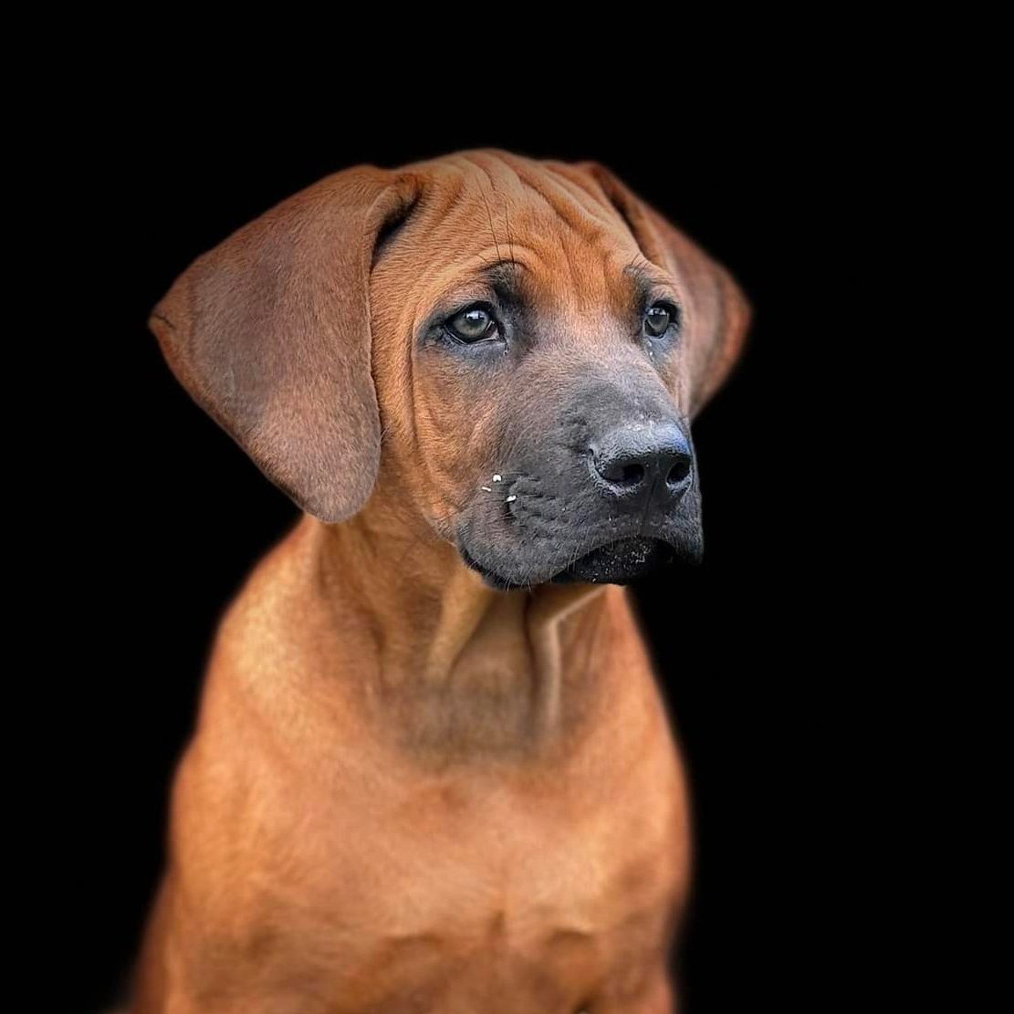 Norwiegian Ridgeback Kennel HVIRVELVINDEN Rhodesian Ridgeback - HVIRVELVINDEN