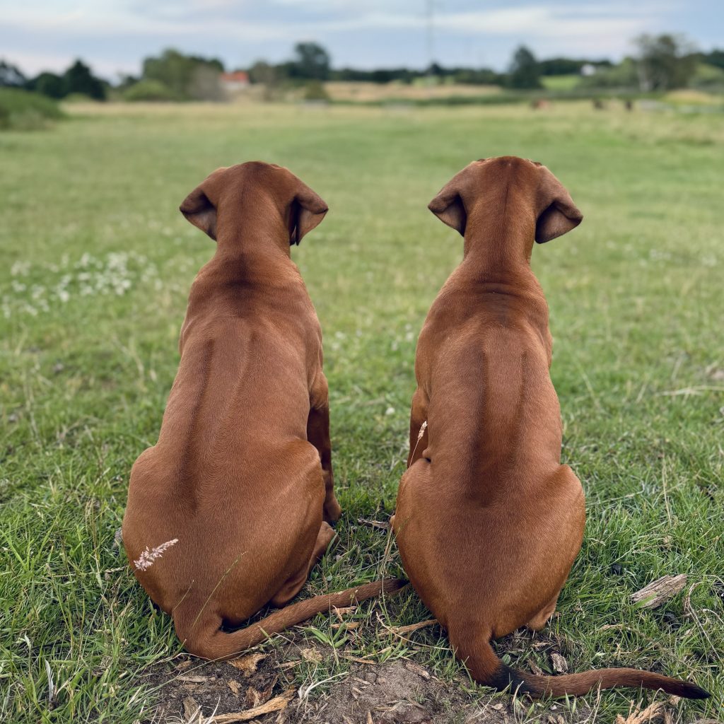 Rhodesian Ridgeback hvalpe Midas & Linus fra Hvirvelvinden