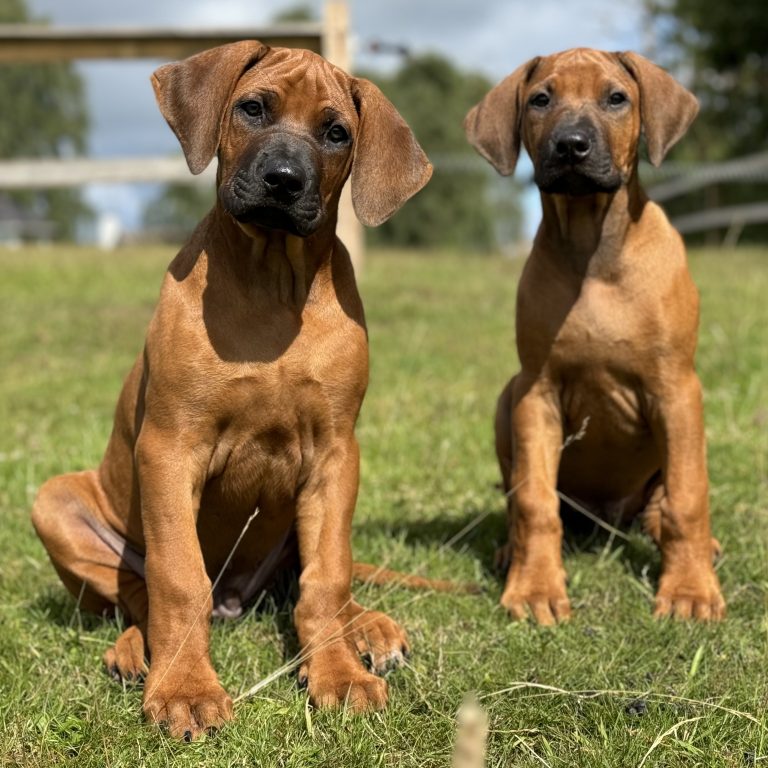 Klar til hvalp? Rhodesian Ridgeback hvalpe Midas & Linus fra Hvirvelvinden