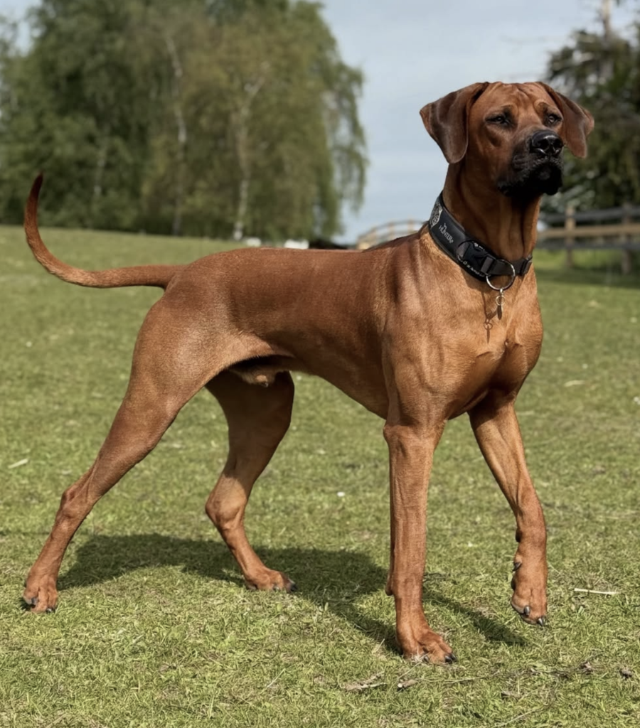 Rhodesian Ridgeback Midas
