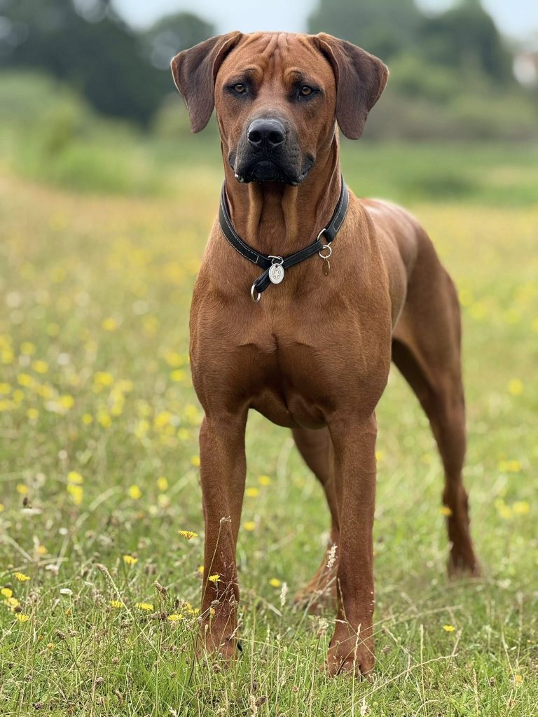 Hvirvelvinden Brutus Brimsten "Midas" Rhodesian Ridgeback dog