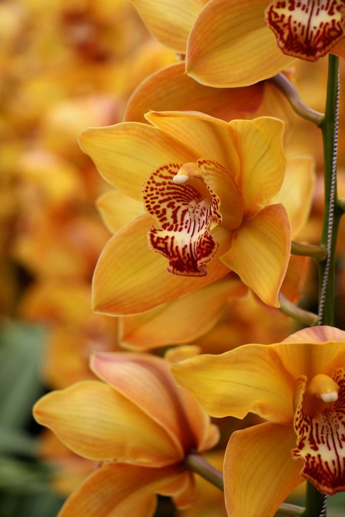 Cymbidium iridioides geel – HVS Orchids