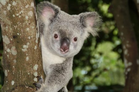 australia, zoo, koala bear-1068578.jpg