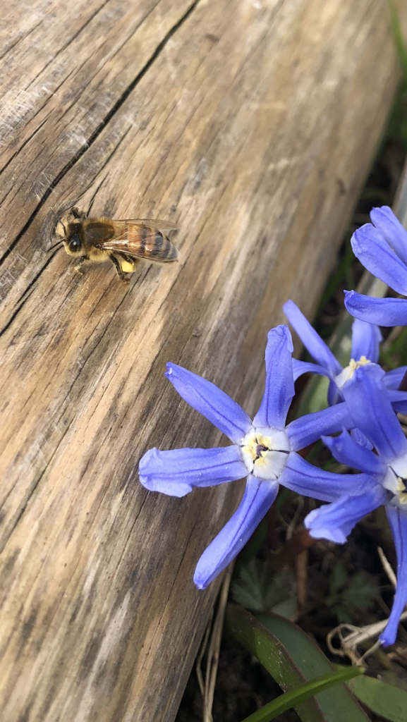 pollinatörer