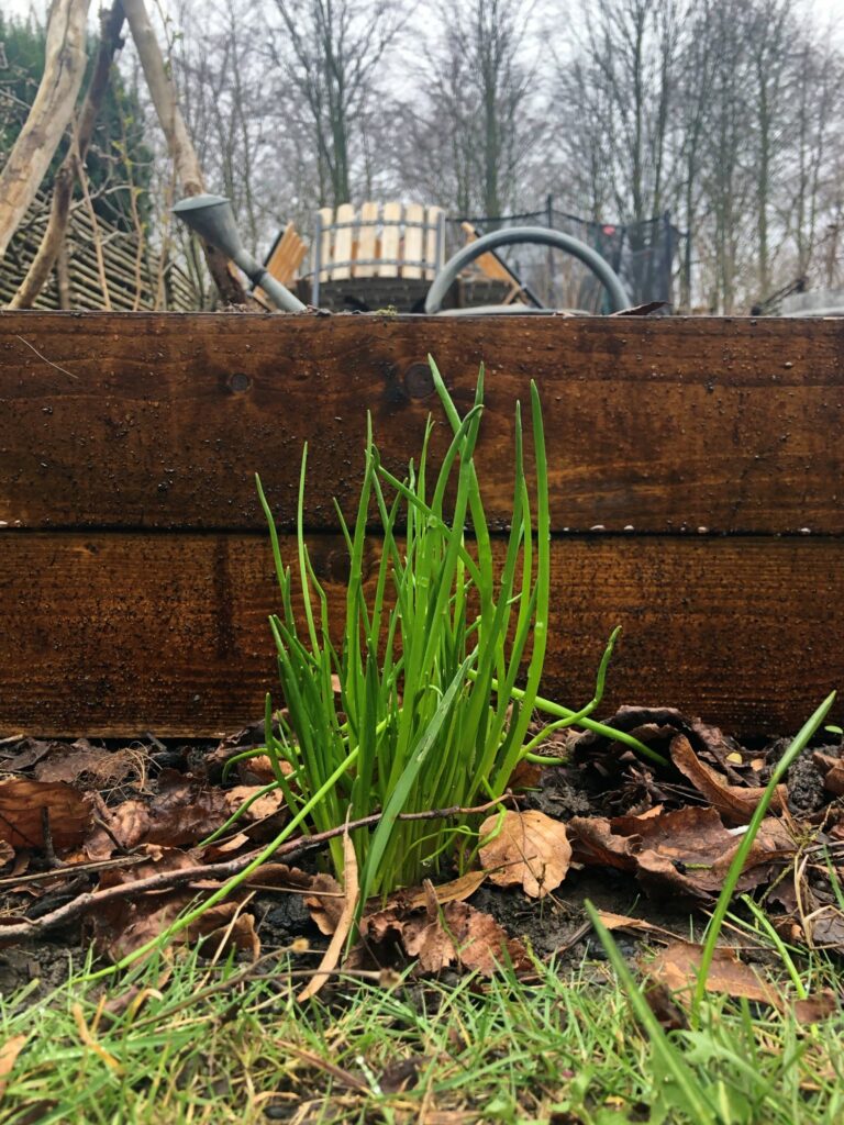 roslagsmahogny odlingslåda