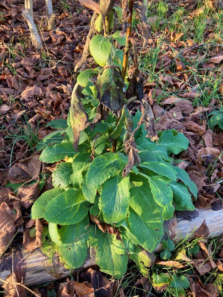 Digitalis januari