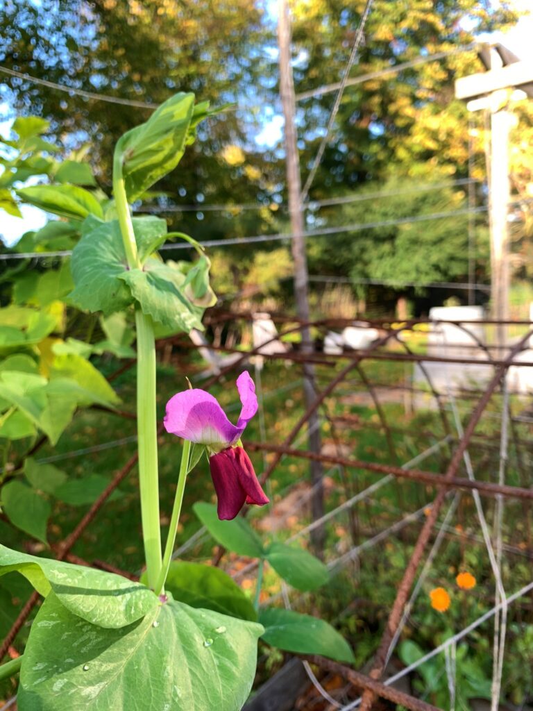 Lokförare Bergfält