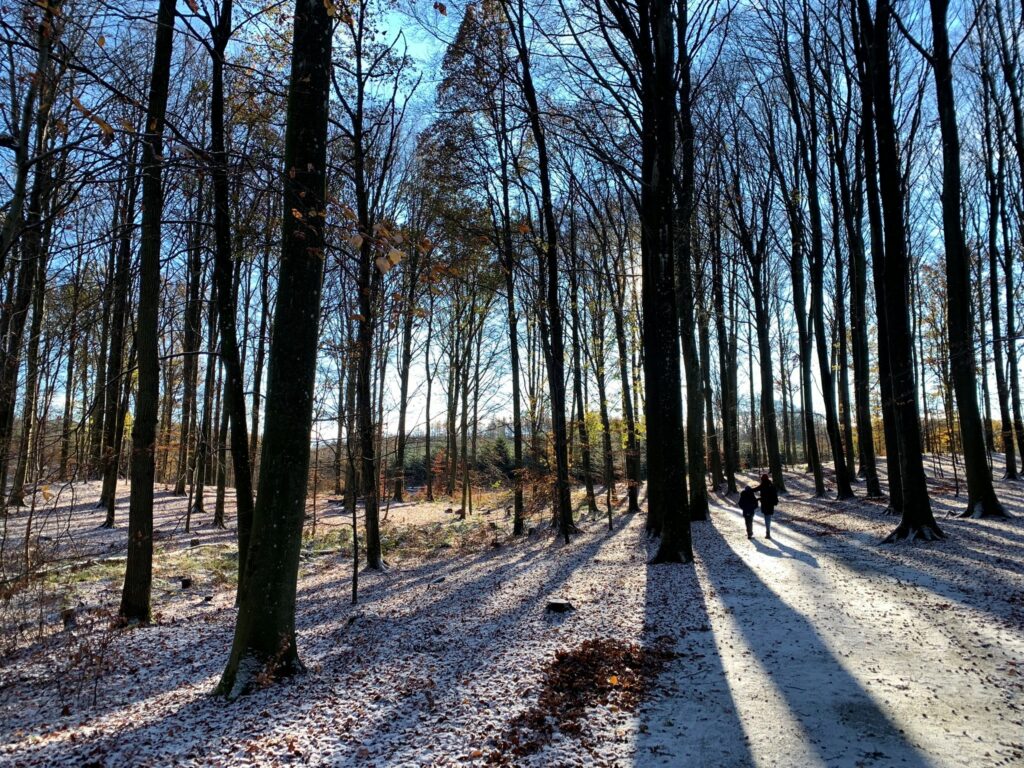 bokskog