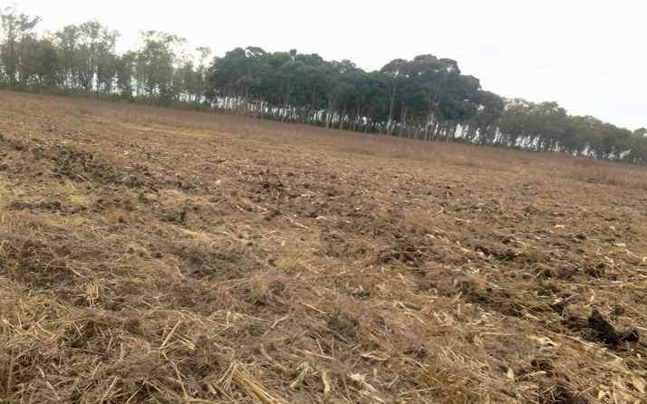 Sunflower Crop Enterprise, Zimbabwe