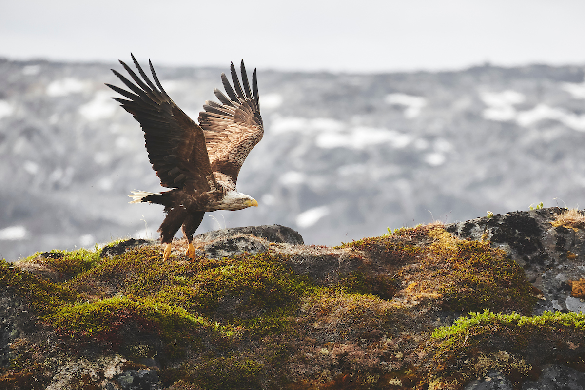 An eagle at Godthåbsfjorden taking off