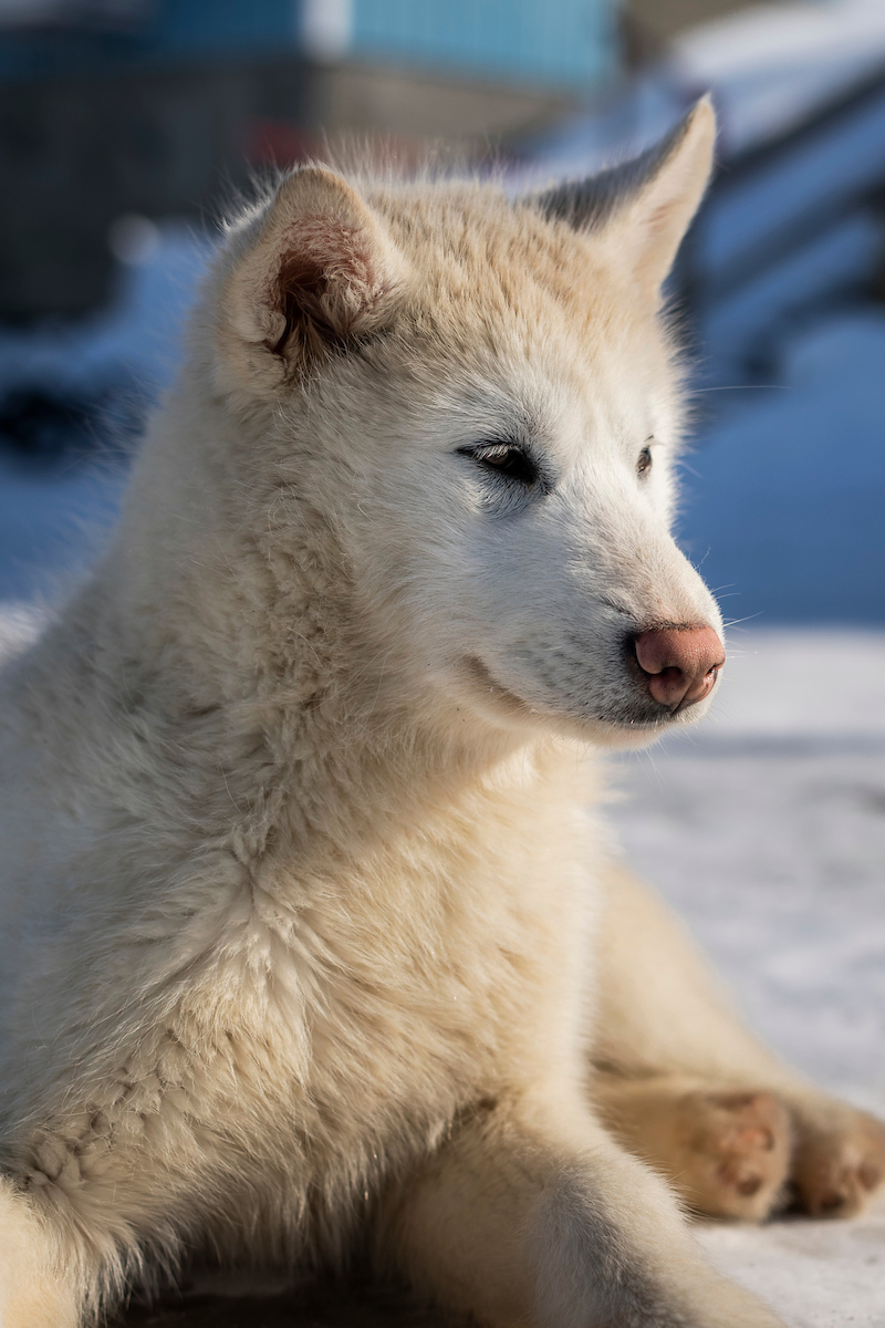 Local young dog from Ilulissat - Photo- Aningaaq Rosing Carlsen - Visit Greenland