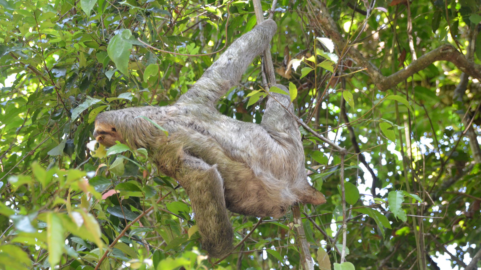 Sloth in Monteverde