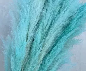 Torkad pampas Blå färg 50-60cm - 10-pack