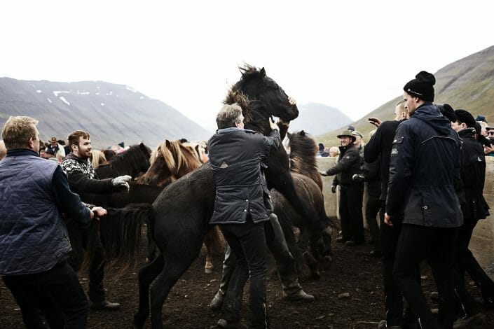 Islandske heste samles om efteråret © fotograf Ida Schmidt