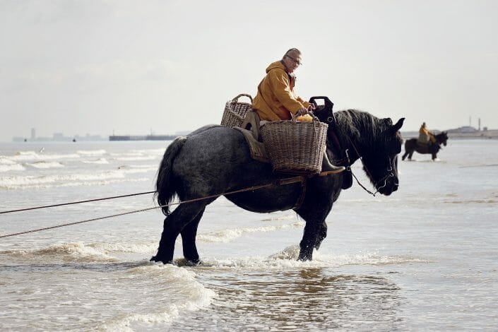 Hestefiskere langs Belgiens kyster