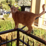 gatto-balcone