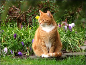 gatto-in-giardino