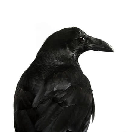nznz nznz