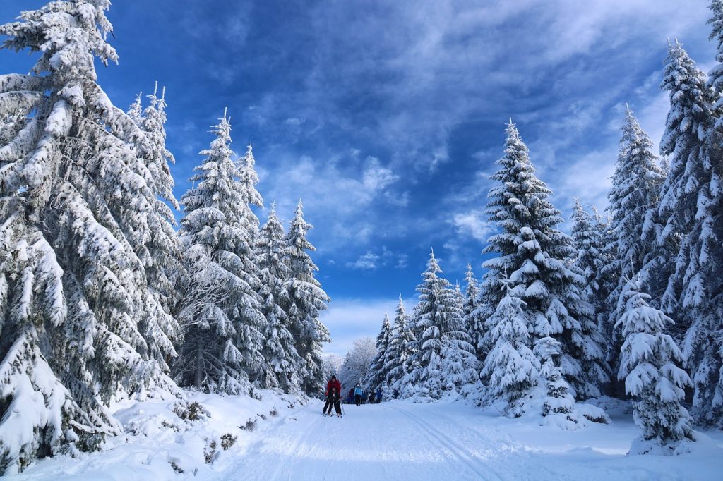 skiing, snow, trees-5878729.jpg