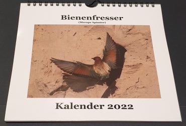 Bienenfresser Kalender