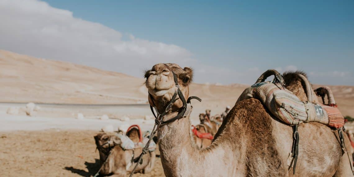 Snart kan du oppleve kamel og andre kulinariske festivaler i Negev.
Foto: Cole Keister, Unsplash.