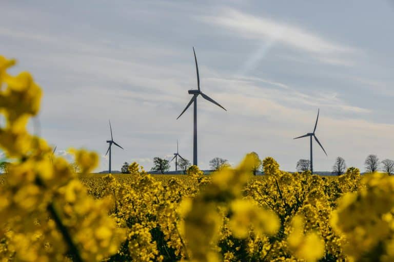 Windräder, gelbe Blumen im Vordergrund