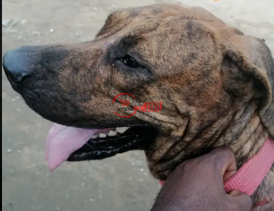 Adult Male Purebred Boerboel