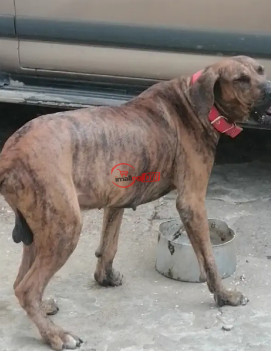 Adult Male Purebred Boerboel