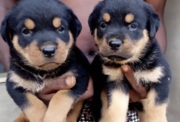 Puppy Male Purebred Rottweiler