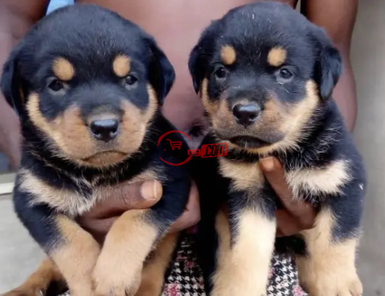 Puppy Male Purebred Rottweiler