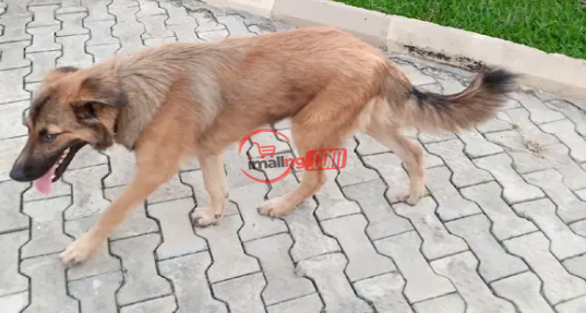 Adult Male Purebred Caucasian Shepherd