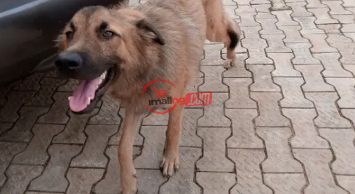 Adult Male Purebred Caucasian Shepherd