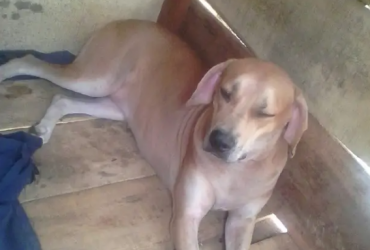 Adult Female Mixed Breed Boerboel