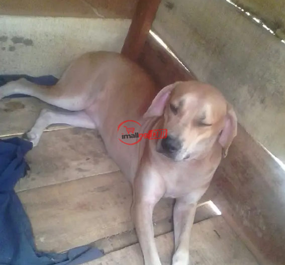 Adult Female Mixed Breed Boerboel