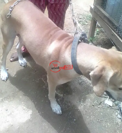 Adult Female Mixed Breed Boerboel